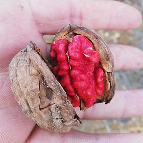 Buzsaki Red Walnut