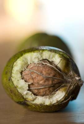 Fernette Walnut
